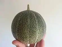 Melon à la robe verte mouchetée de gris.