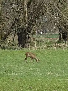 Un chevreuil broute dans un pré.