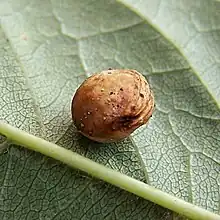 Gros plan sur un noyau de merise desséché posé sur le dessous d’une feuille de merisier dont les nervures sont bien visibles