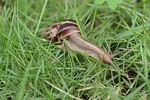 Photographie d’un escargot, petit animal rampant dans l’herbe avec une coquille marron.