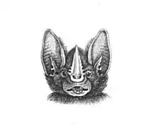 Phyllostome crenelé