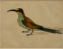 Aquarelle de l’oiseau de profil.