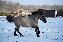 Poney gris et noir au galop