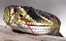 Photographie de la tête d'un crotale