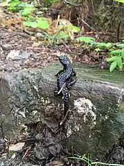salamandra salamandra