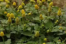 Photo en gros plant des tiges et des fleurs