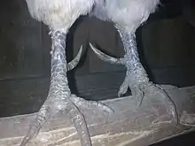 Ergots (sens 3) d’un coq.