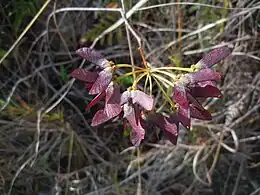 Samare de la liane à ravet (Stigmaphyllon diversifolium - Cuba).