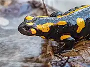 salamandra salamandra